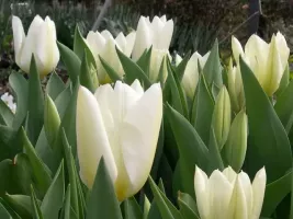 Tulip Fosteriana Purissima