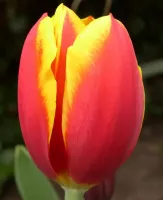 Tulip Triumph Kees Nelis