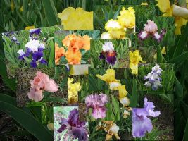 Bearded Iris Reblooming Mixture