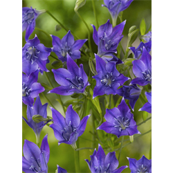 Triteleia