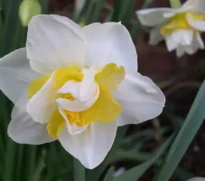 Daffodil Double White Lion