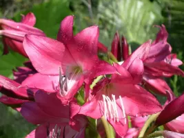 Crinum Ellen Bosanquet