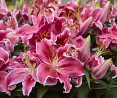 Lily Oriental Stargazer