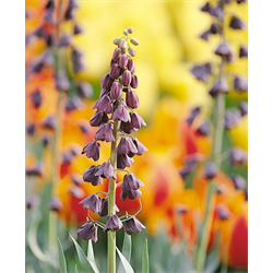 Fritillaria