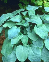 Hosta Sieboldiana Elegans