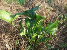 Arum italicum