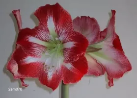 Amaryllis Garden Red/White