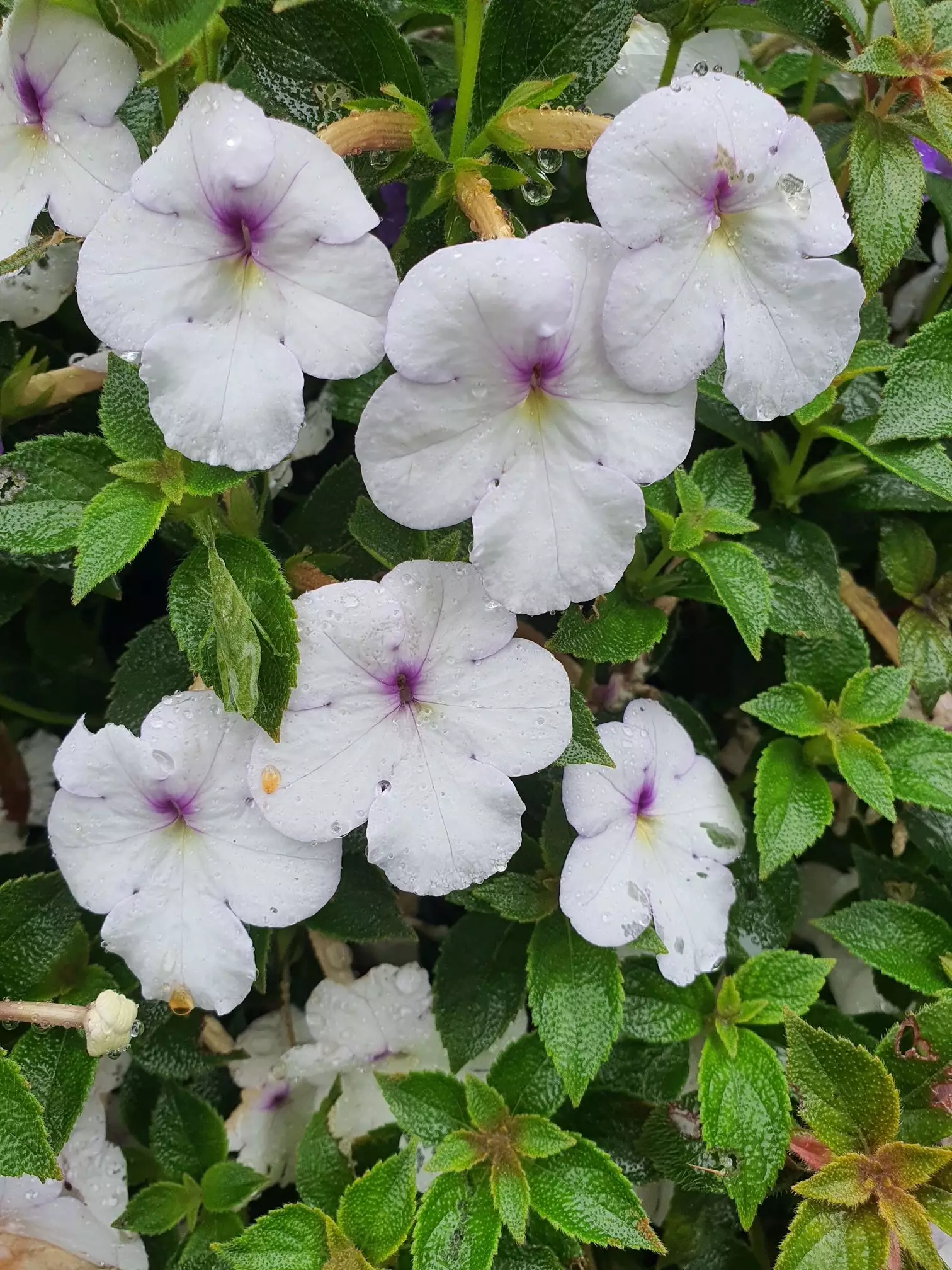 Achimenes Snow Princess Shipping Spring 2026 - Terra Ceia Farms