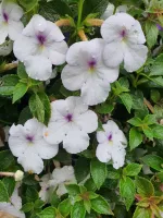 Achimenes Snow Princess