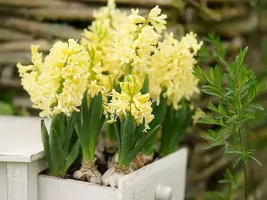 Hyacinth City of Haarlem