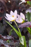 Tulip Species Bakeri - Lilac Wonder
