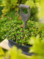 Oxalis Tetraphylla - Iron Cross