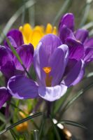 Crocus Tommasinianus - Barrs Purple