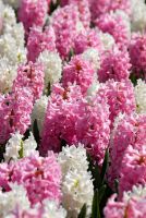 Hyacinth Pink Pearl