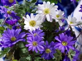 Anemone Blanda Mixture