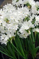 Narcissus Paperwhite Ziva