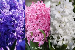 Hyacinth Collection (30 bulbs)