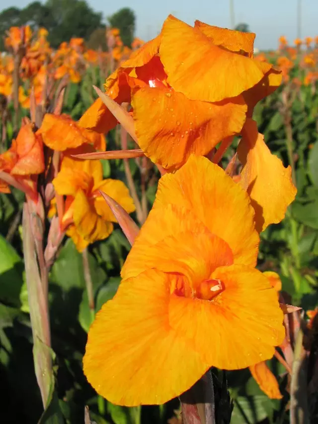 Canna Giant Orange Beauty Shipping Spring 2026 - Terra Ceia Farms