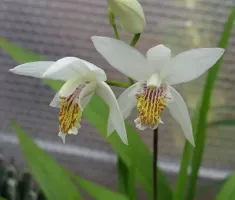 Bletilla Striata Alba