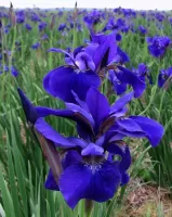 Iris Sibirica Caesars Brother