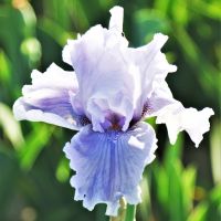 Bearded Iris Reblooming - Rio Vista (Lavender)