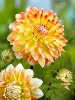 Dahlia Decorative Peaches and Cream