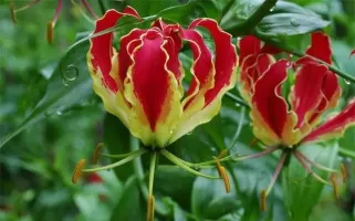 Gloriosa Rothschildiana