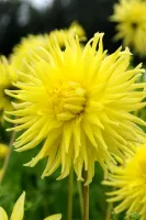 Dahlia Cactus Kennermerland