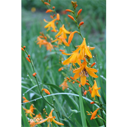 Crocosmia (Montbretia)
