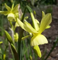 Daffodil Triandrus Hawera