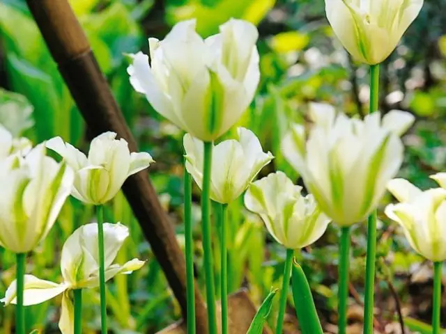 Tulip Viridiflora Spring Green Shipping Fall 2026 - Terra Ceia Farms