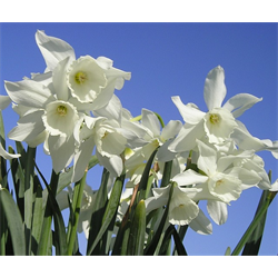 Daffodil, Triandrus