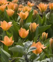 Tulip Fosteriana Orange Emperor