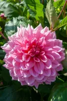 Dahlia Decorative Ottos Thrill