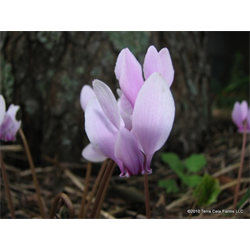 Cyclamen