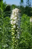 Liatris Spicata Alba