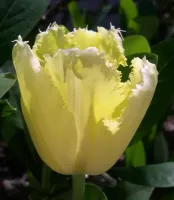 Tulip Fringed Maja