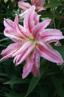 Lily Oriental Double Broken Heart