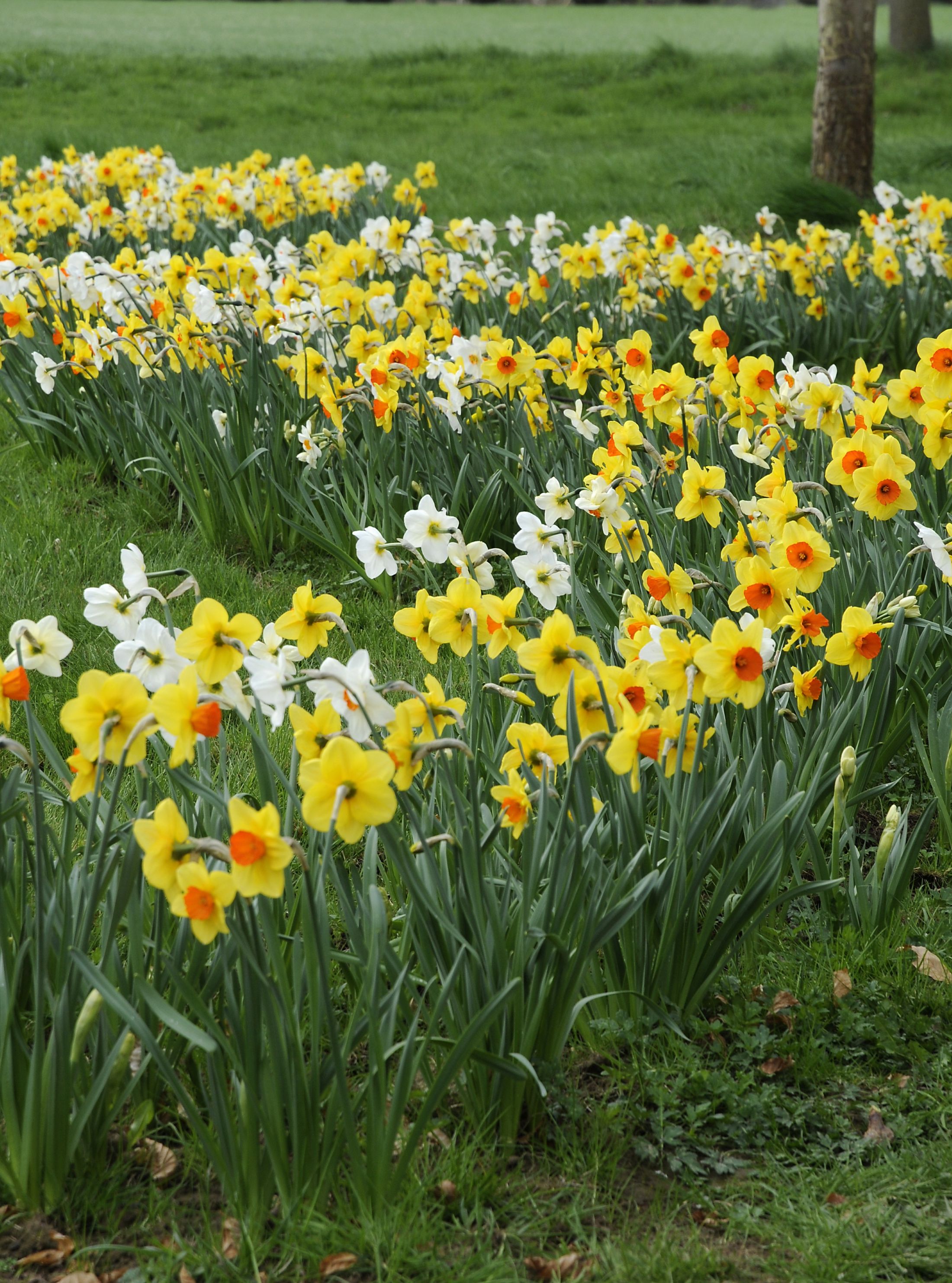 Yellow and white daffodils blooming in a garden beside a lawn