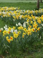 Daffodil Special Mixture