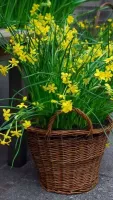 Daffodil Jonquilla Baby Moon