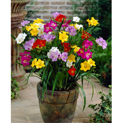 Freesia