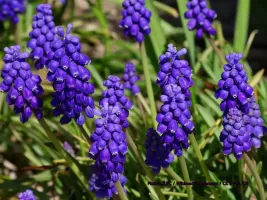 Muscari Neglectum