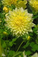 Dahlia Dinnerplate Kelvin Floodlight