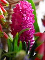 Hyacinth Jan Bos