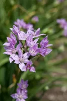 Allium Unifolium