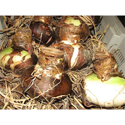 Amaryllis Bulbs (Prepared / Forcing)