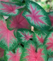 Caladium Fancy Leaf Rosebud