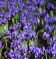 Dwarf Iris Reticulata - Pixie