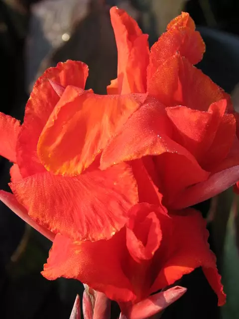 Canna Giant Ambassador Preorder Spring 2027 - Terra Ceia Farms